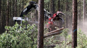 Gallring och röjning av skog