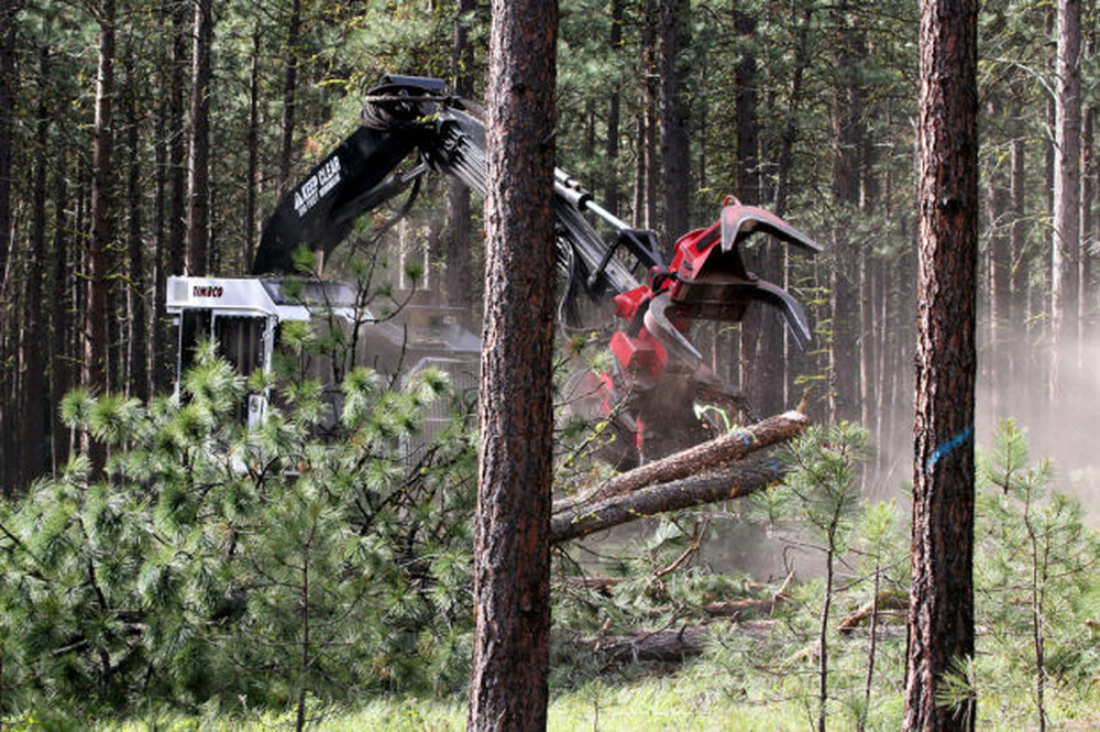 Gallring och röjning av skog