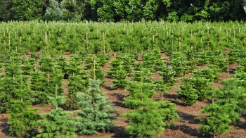 Vi utför plantering av skog