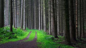 Rönås Skog erbjuder alla tjänster inom skogsbruk